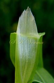  Ligule